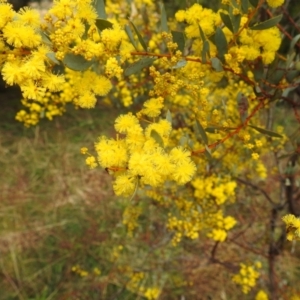 Acacia buxifolia subsp. buxifolia at Stromlo, ACT - 12 Aug 2022 12:21 PM