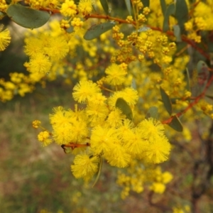 Acacia buxifolia subsp. buxifolia at Stromlo, ACT - 12 Aug 2022