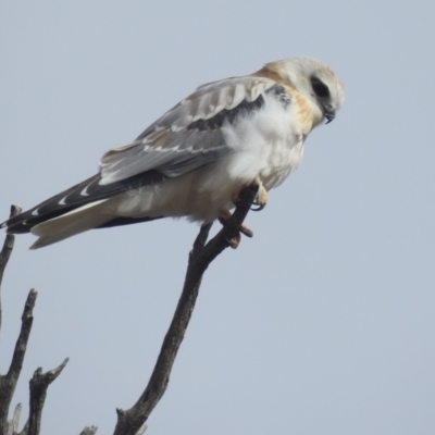 Elanus axillaris (Black-shouldered Kite) at Stromlo, ACT - 14 Aug 2022 by HelenCross