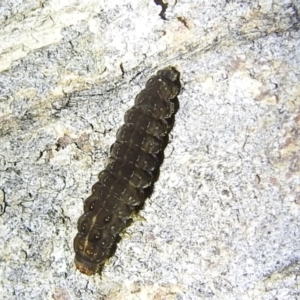 Lepidoptera unclassified IMMATURE at Stromlo, ACT - 13 Aug 2022 07:09 PM