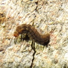 Lepidoptera unclassified IMMATURE moth at Stromlo, ACT - 13 Aug 2022