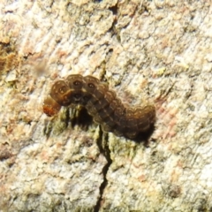 Lepidoptera unclassified IMMATURE at Stromlo, ACT - 13 Aug 2022 07:09 PM