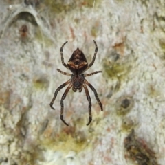 Socca pustulosa (Knobbled Orbweaver) at Stromlo, ACT - 13 Aug 2022 by HelenCross