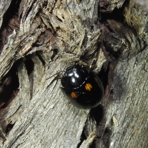 Paropsisterna octosignata at Kambah, ACT - 13 Aug 2022