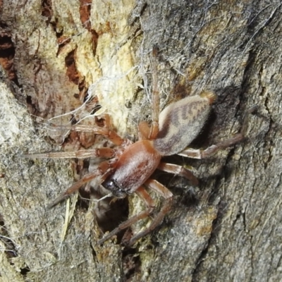 Clubiona sp. (genus) (Unidentified Stout Sac Spider) at Kambah, ACT - 13 Aug 2022 by HelenCross