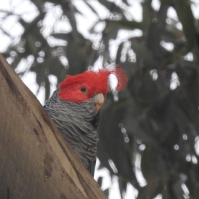 Callocephalon fimbriatum (Gang-gang Cockatoo) at Acton, ACT - 16 Aug 2022 by HelenCross