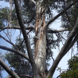 Cacatua galerita at Acton, ACT - 17 Aug 2022