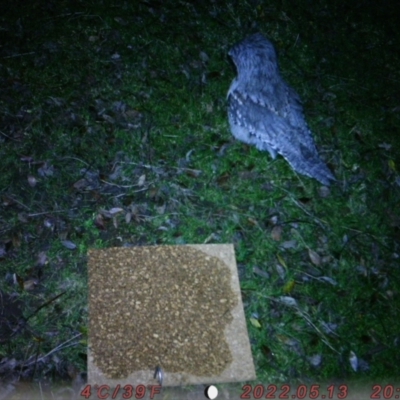 Podargus strigoides (Tawny Frogmouth) at Acton, ACT - 10 Aug 2022 by tarawalker