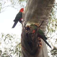 Alisterus scapularis (Australian King-Parrot) at Acton, ACT - 17 Aug 2022 by HelenCross