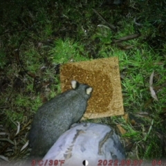 Trichosurus vulpecula (Common Brushtail Possum) at Canberra, ACT - 6 Aug 2022 by u7295215