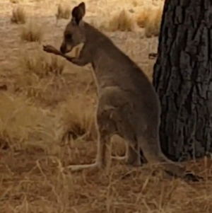 Macropus giganteus at Pialligo, ACT - 17 Nov 2021