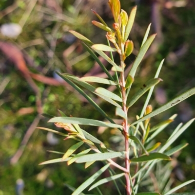 Acacia boormanii (Snowy River Wattle) at Gundaroo, NSW - 17 Aug 2022 by Gunyijan