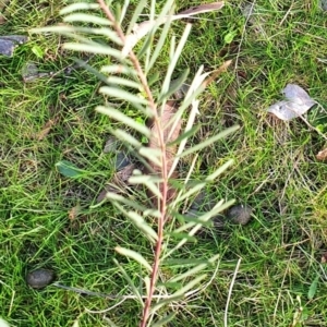 Acacia boormanii at Gundaroo, NSW - 17 Aug 2022 03:34 PM