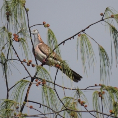 Geopelia humeralis (Bar-shouldered Dove) at Oak Beach, QLD - 2 Aug 2022 by GlossyGal