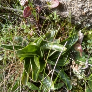 Centaurium sp. at Cooma, NSW - 17 Aug 2022 02:19 PM