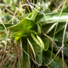 Centaurium sp. at Cooma, NSW - 17 Aug 2022 02:19 PM