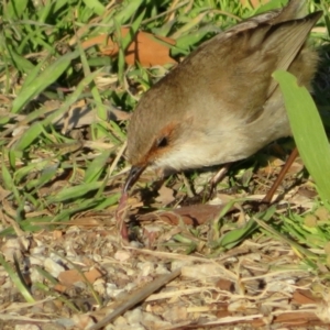 Oligochaeta (class) at Fyshwick, ACT - 15 Aug 2022 04:13 PM