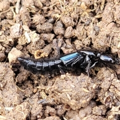 Staphylinidae (family) (Rove beetle) at Mitchell, ACT - 18 Aug 2022 by trevorpreston