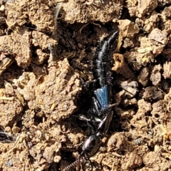 Staphylinidae (family) at Mitchell, ACT - 18 Aug 2022 12:42 PM