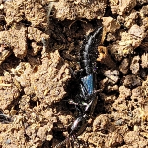 Staphylinidae (family) at Mitchell, ACT - 18 Aug 2022 12:42 PM