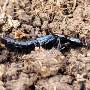 Staphylinidae (family) at Mitchell, ACT - 18 Aug 2022 12:42 PM