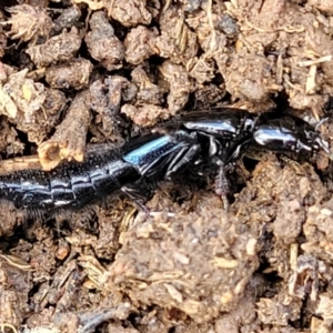 Staphylinidae (family) at Mitchell, ACT - 18 Aug 2022 12:42 PM