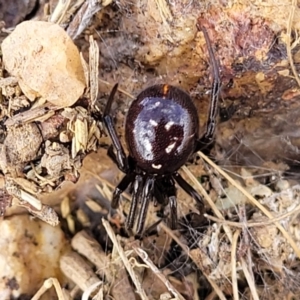 Steatoda capensis at Mitchell, ACT - 18 Aug 2022 12:42 PM