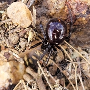 Steatoda capensis at Mitchell, ACT - 18 Aug 2022 12:42 PM