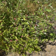 Grevillea macleayana (Jervis Bay Grevillea) at Yerriyong, NSW - 17 Aug 2022 by plants