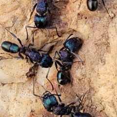 Rhytidoponera metallica (Greenhead ant) at Mitchell, ACT - 18 Aug 2022 by trevorpreston