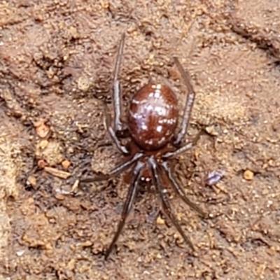 Steatoda capensis (South African cupboard spider) at Mitchell, ACT - 18 Aug 2022 by trevorpreston