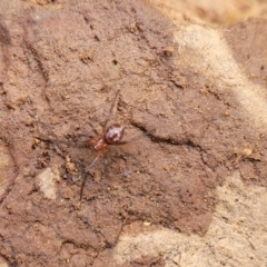 Steatoda capensis at Mitchell, ACT - 18 Aug 2022