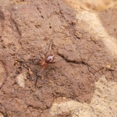 Steatoda capensis at Mitchell, ACT - 18 Aug 2022 12:46 PM