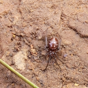 Steatoda capensis at Mitchell, ACT - 18 Aug 2022