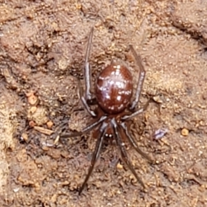 Steatoda capensis at Mitchell, ACT - 18 Aug 2022