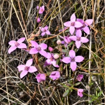 Boronia ledifolia (Ledum Boronia) at Yerriyong, NSW - 17 Aug 2022 by plants