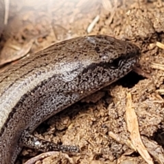 Hemiergis talbingoensis (Three-toed Skink) at Mitchell, ACT - 18 Aug 2022 by trevorpreston