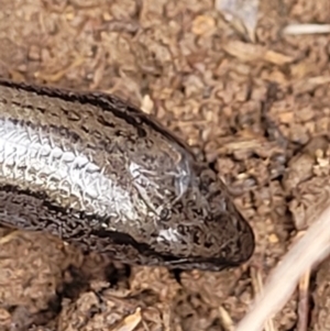 Hemiergis talbingoensis at Mitchell, ACT - 18 Aug 2022