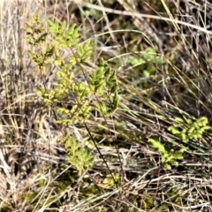 Cheilanthes sieberi subsp. sieberi (Mulga Rock Fern) at Yerriyong, NSW - 17 Aug 2022 by plants