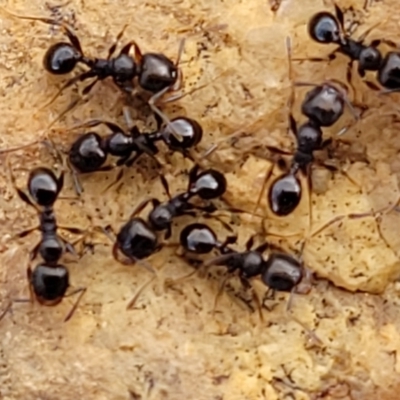 Pheidole sp. (genus) (Seed-harvesting ant) at Mitchell, ACT - 18 Aug 2022 by trevorpreston