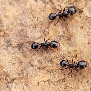 Pheidole sp. (genus) at Mitchell, ACT - 18 Aug 2022