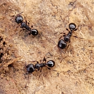 Pheidole sp. (genus) at Mitchell, ACT - 18 Aug 2022