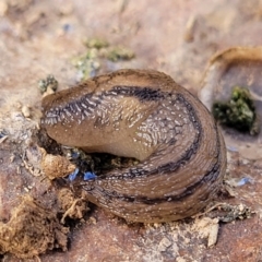 Ambigolimax nyctelia (Striped Field Slug) at Mitchell, ACT - 18 Aug 2022 by trevorpreston