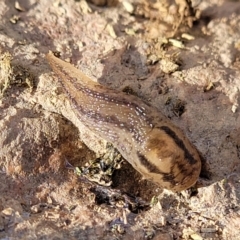 Ambigolimax nyctelia at Mitchell, ACT - 18 Aug 2022