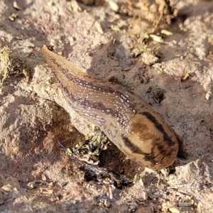 Ambigolimax nyctelia at Mitchell, ACT - 18 Aug 2022