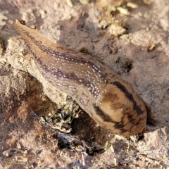 Ambigolimax sp. (valentius and waterstoni) at Mitchell, ACT - 18 Aug 2022