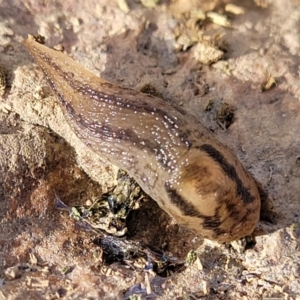 Ambigolimax nyctelia at Mitchell, ACT - 18 Aug 2022