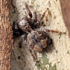 Servaea incana at Mitchell, ACT - 18 Aug 2022 01:08 PM