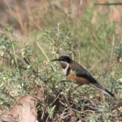 Acanthorhynchus tenuirostris (Eastern Spinebill) at Gundaroo, NSW - 18 Aug 2022 by Gunyijan