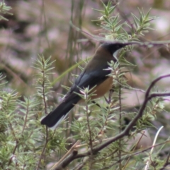 Acanthorhynchus tenuirostris at Gundaroo, NSW - 18 Aug 2022